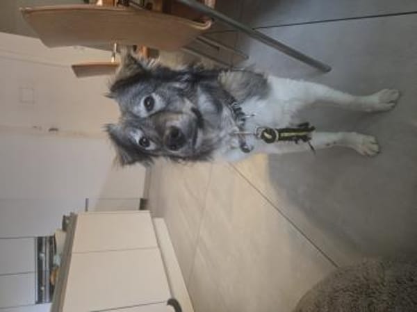 zauberhafter sanftmütiger Mischlungsrüde