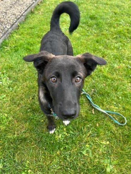 TALISA * fesches Welpchen mit Format