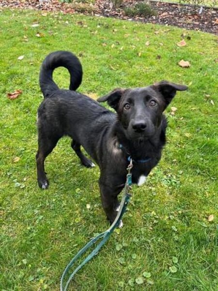 TALISA * fesches Welpchen mit Format