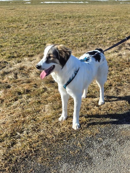 Suki, intellignet, sozial, katzenvertr.