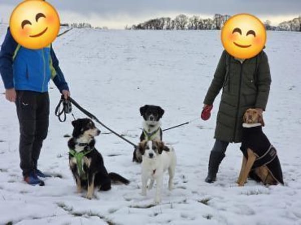 Suki, intellignet, sozial, katzenvertr.