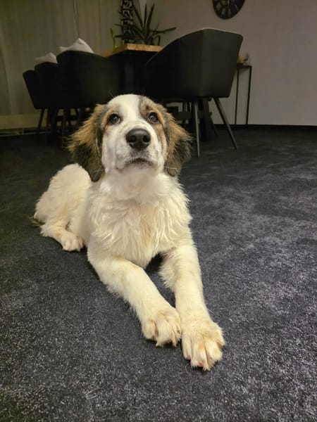 Suki, intellignet, sozial, katzenvertr.