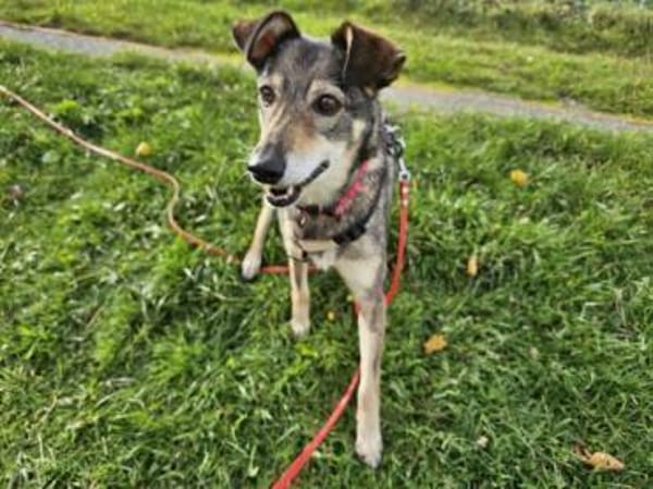 BRENDY -Lieb, anhänglich & ruhig-