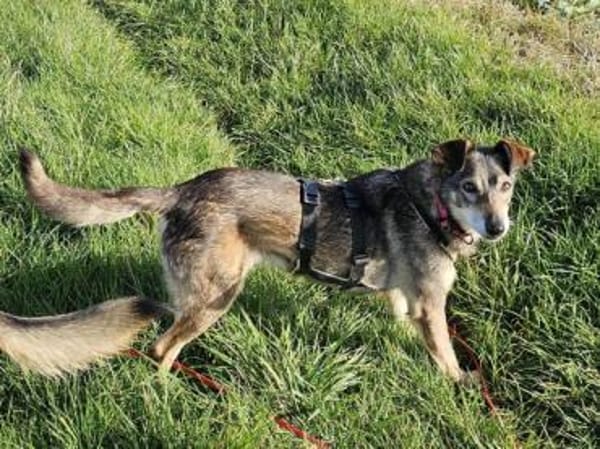 BRENDY -Lieb, anhänglich & ruhig-