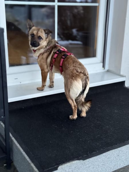 Molly, klein und sehr lieb