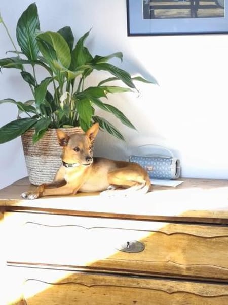 Obi  Sensibler Naturbursche sucht Ruhep