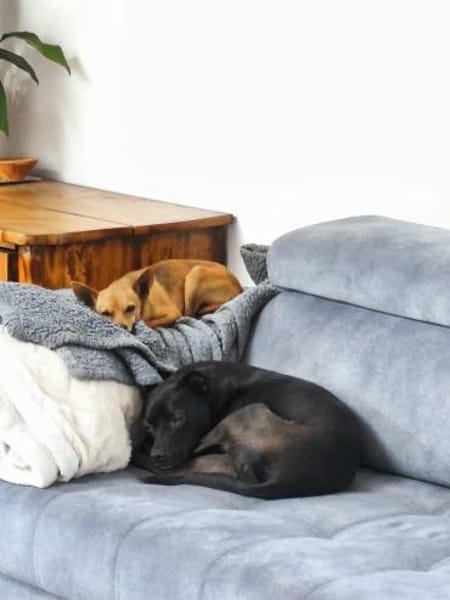 Obi  Sensibler Naturbursche sucht Ruhep