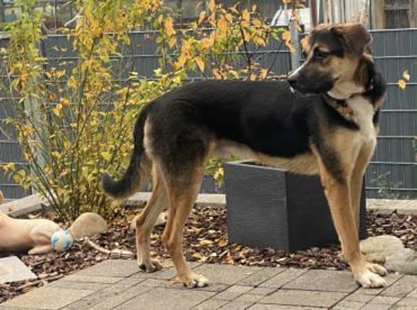 Traumhund Goofy sucht sein Zuhause