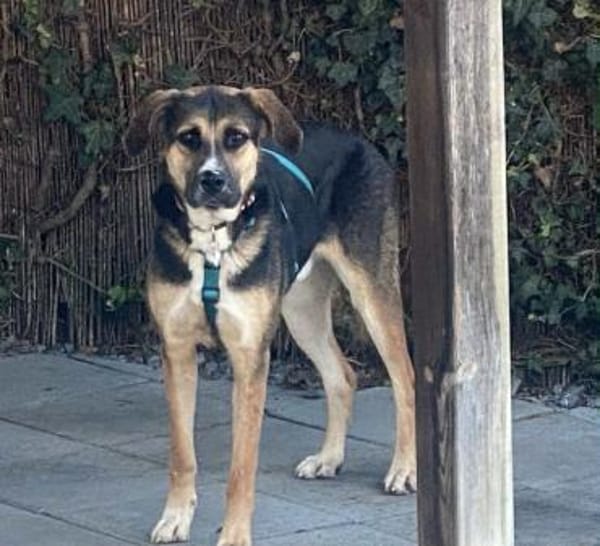 Traumhund Goofy sucht sein Zuhause