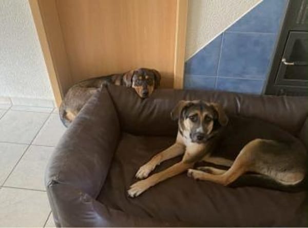 Traumhund Goofy sucht sein Zuhause