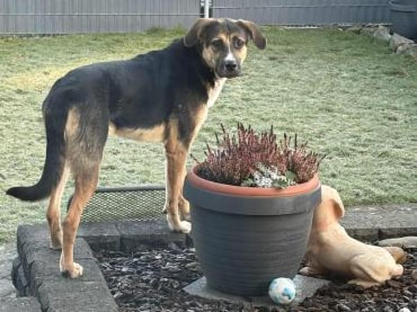 Traumhund Goofy sucht sein Zuhause