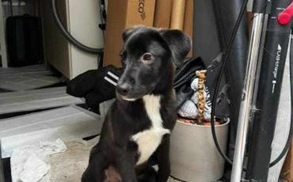 Kleiner Herzensbrecher Picu