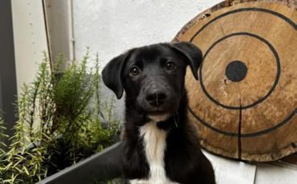 Kleiner Herzensbrecher Picu