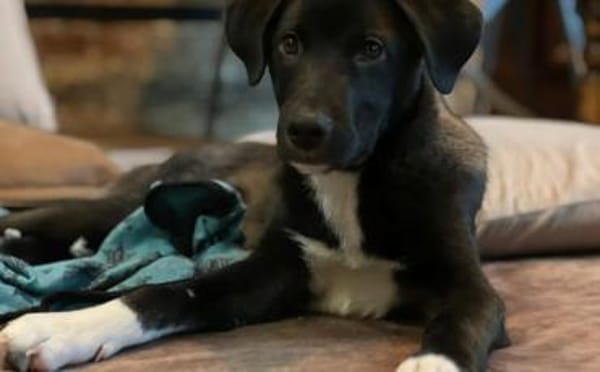 Kleiner Herzensbrecher Picu