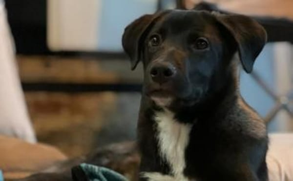 Kleiner Herzensbrecher Picu