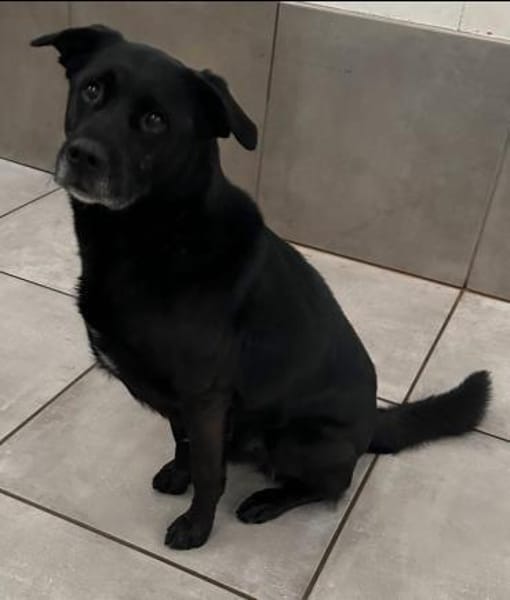 Marley, Mischlingsrüde, 10 Jahre