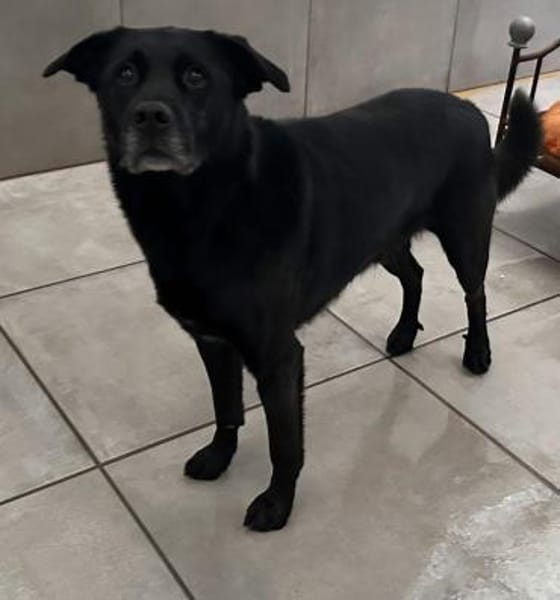 Marley, Mischlingsrüde, 10 Jahre