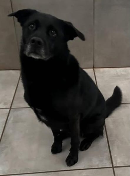 Marley, Mischlingsrüde, 10 Jahre