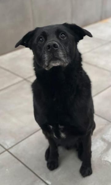 Marley, Mischlingsrüde, 10 Jahre