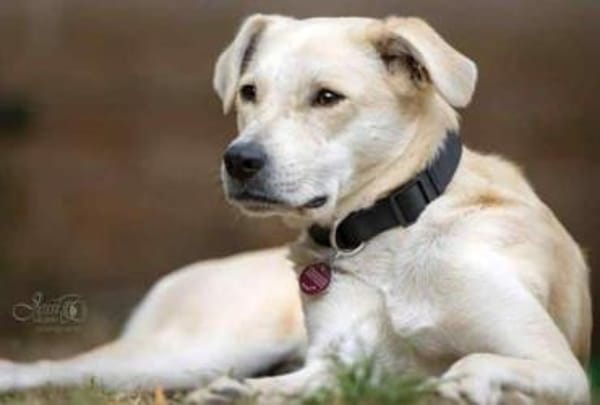 CHITA -sucht ein neues Zuhause-