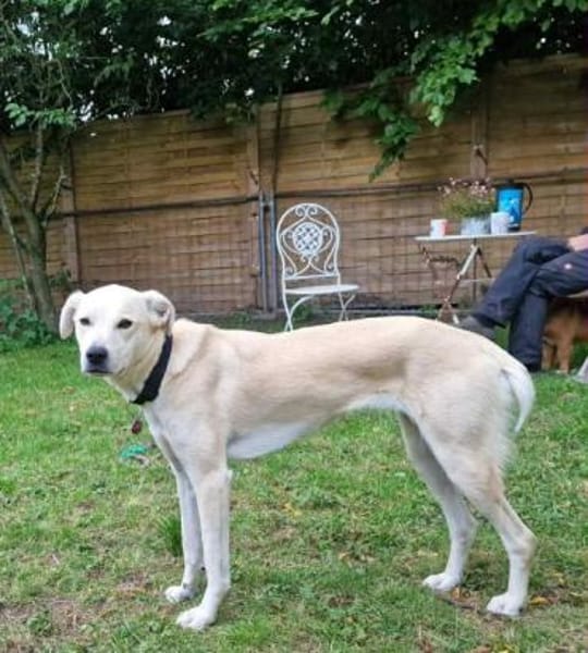 CHITA -sucht ein neues Zuhause-