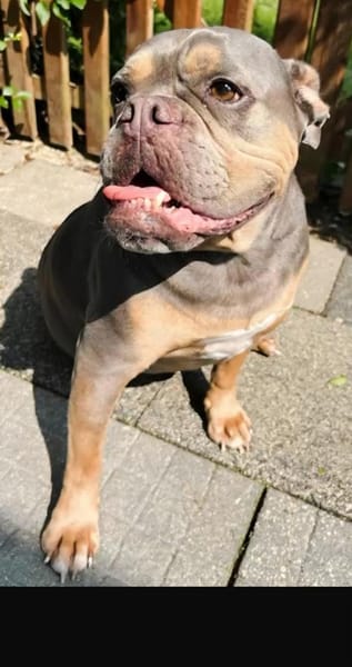 JOKER IST EIN VERSCHMUSTER ANFÄNGERHUND