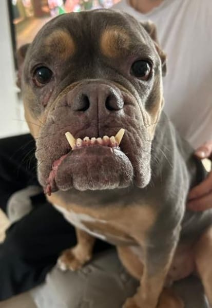 JOKER IST EIN VERSCHMUSTER ANFÄNGERHUND