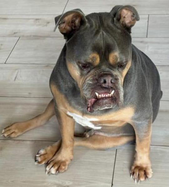 JOKER IST EIN VERSCHMUSTER ANFÄNGERHUND