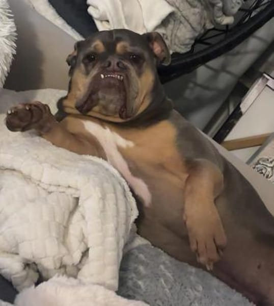 JOKER IST EIN VERSCHMUSTER ANFÄNGERHUND