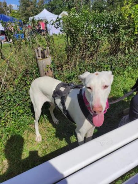 Kimba - stolzer Rüde entdeckt die Welt