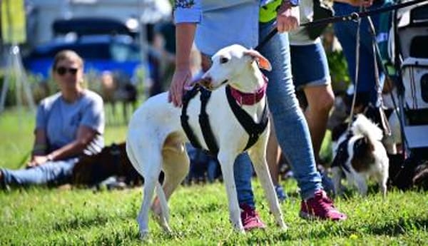 Kimba - stolzer Rüde entdeckt die Welt