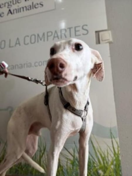 Kimba - stolzer Rüde entdeckt die Welt