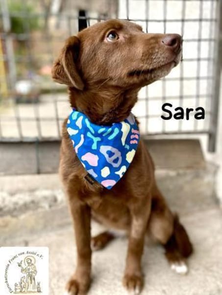 Sara  ein Blick, ein Statement, ...