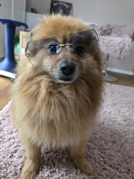 Klein Simba gestrandet zum Neustart