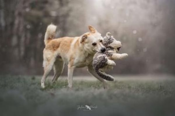 KARLSON -toller, loyaler Begleiter-