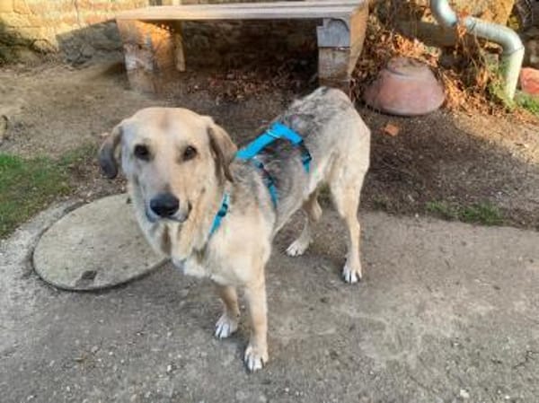 PUNGAO * freundlicher treuer Begleiter