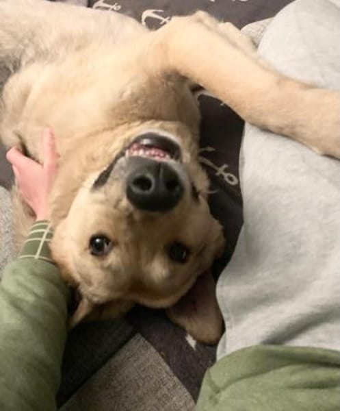 PUNGAO * freundlicher treuer Begleiter