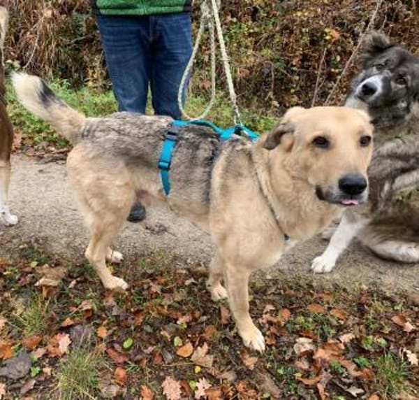 PUNGAO * freundlicher treuer Begleiter