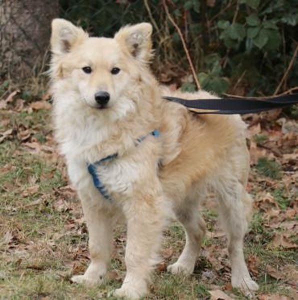 Albert 45cm geb. 11/2023 wartet in Müden