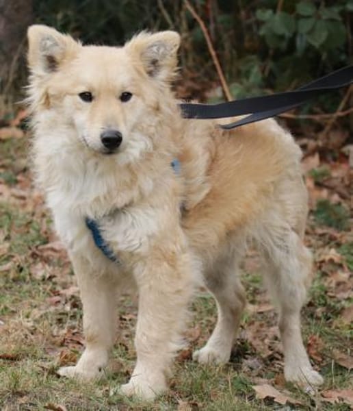 Albert 45cm geb. 11/2023 wartet in Müden