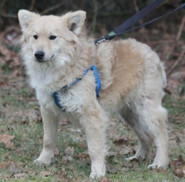 Albert 45cm geb. 11/2023 wartet in Müden