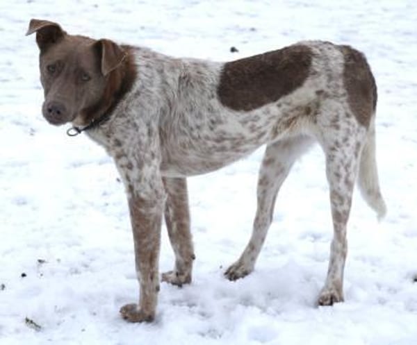 Taavi (finnisch Liebling) 50cm geb.10/24