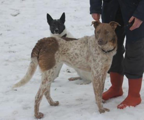 Taavi (finnisch Liebling) 50cm geb.10/24