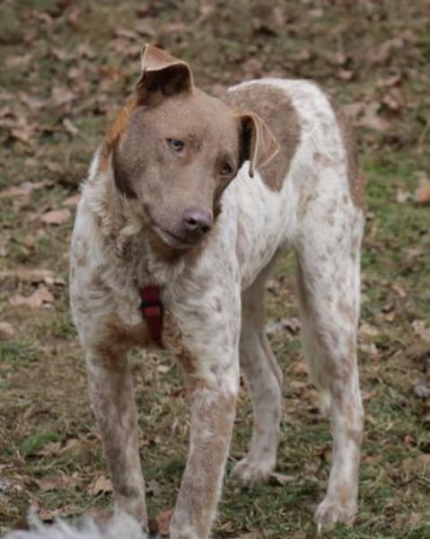 Taavi (finnisch Liebling) 50cm geb.10/24