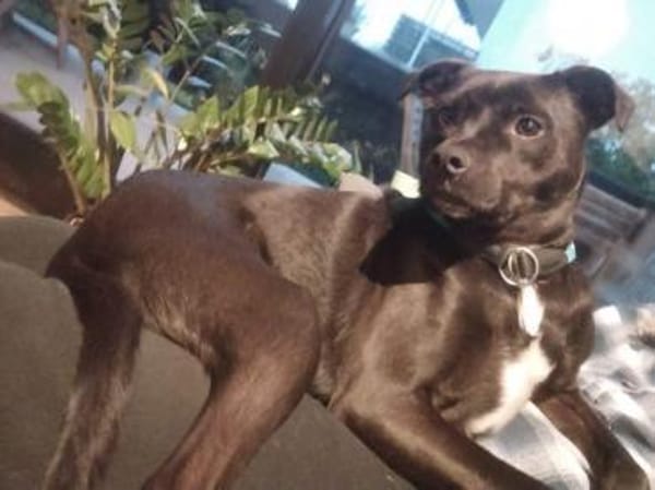 MOJO - superlieber Angsthase