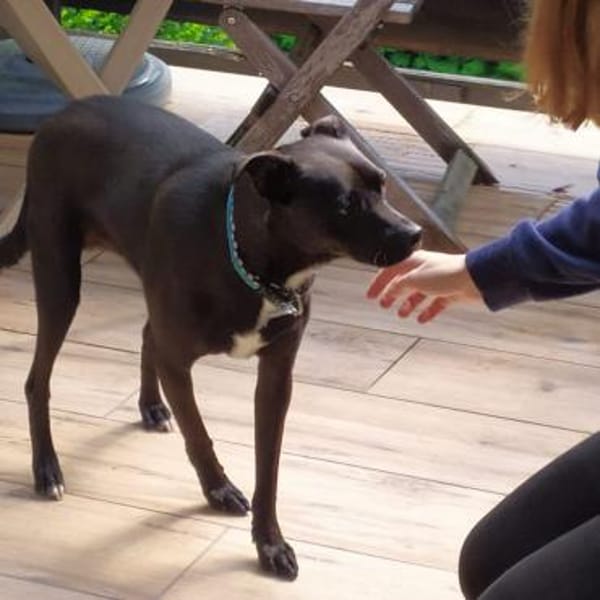 MOJO - superlieber Angsthase