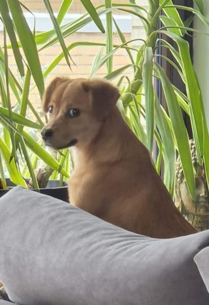 Minikleines Welpchen Orla sucht ihr Heim