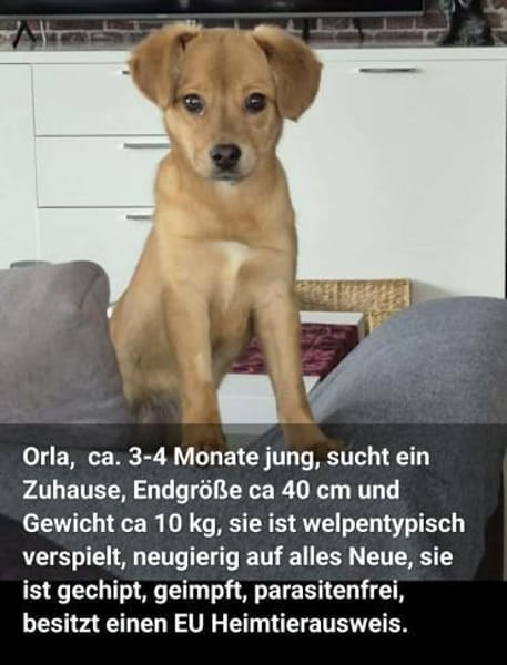 Minikleines Welpchen Orla sucht ihr Heim