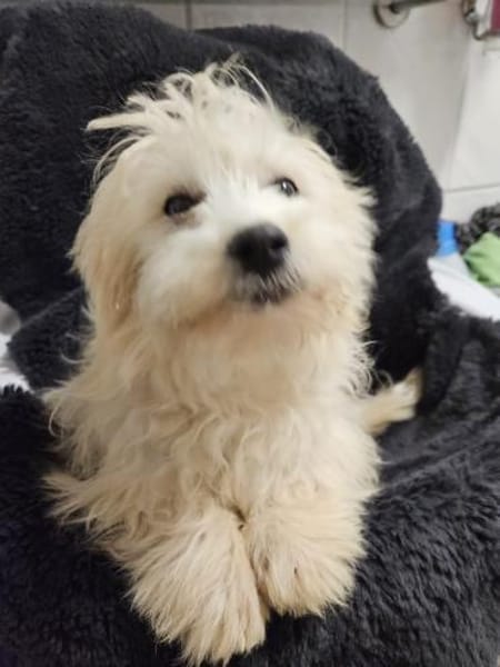 Wirbelwind Buzz sucht seine Familie