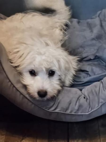 Wirbelwind Buzz sucht seine Familie